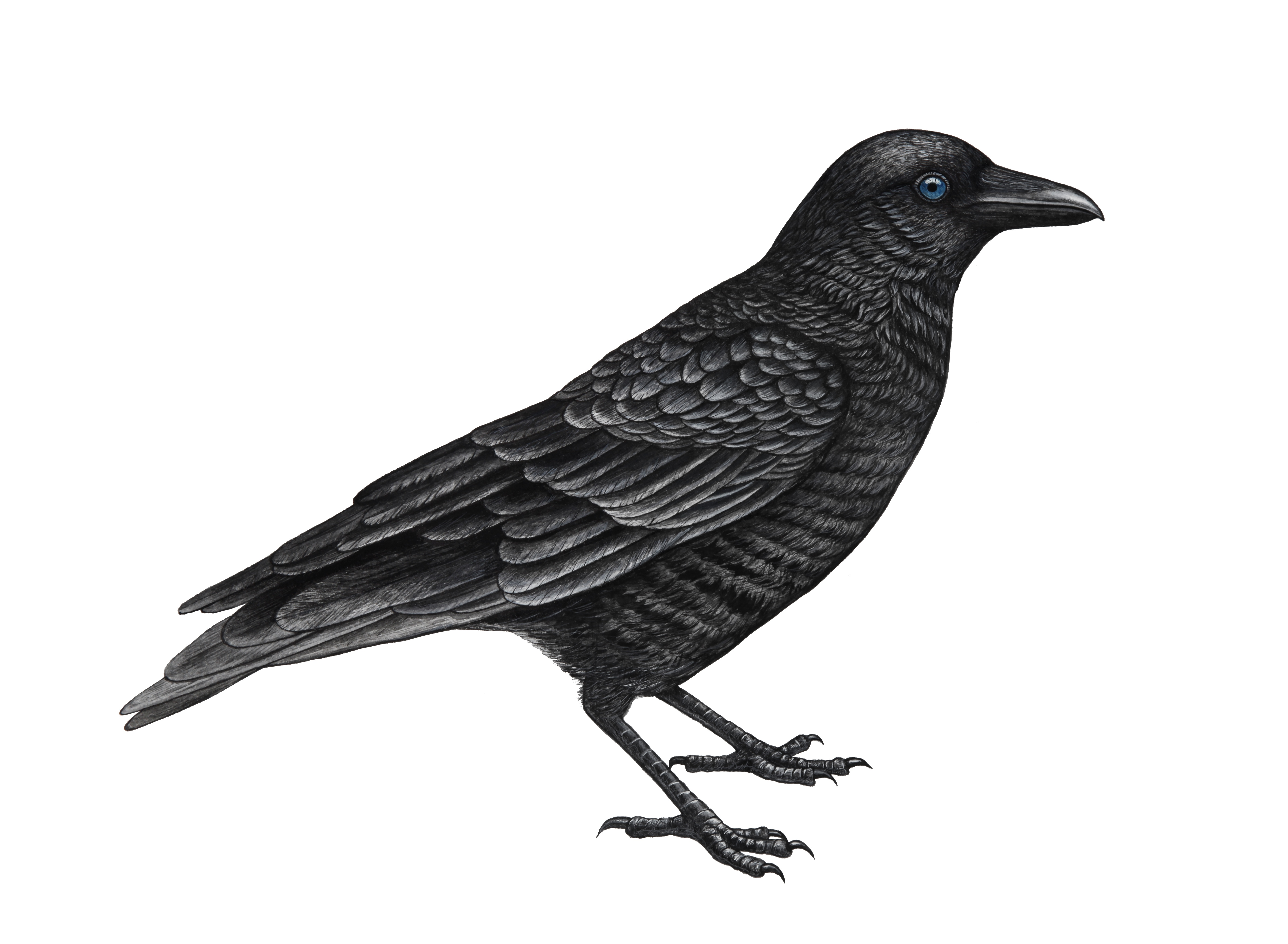caw
